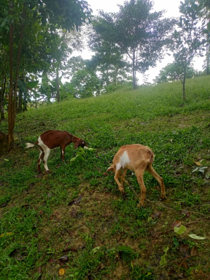 Previous small livestock support activity in Palawan