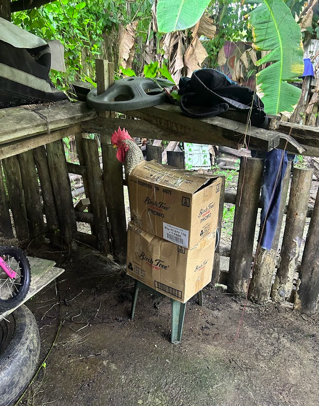 Previous household-level poultry support activity in Palawan
